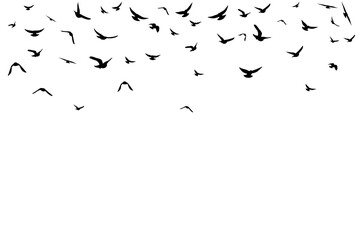 Flying birds. Decoration element from scattered silhouettes.