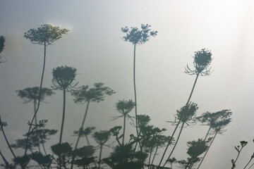Fototapeta premium grass and flowers silhouette behind white transparent paper, shadows from plants. Beautiful art background of plant leaves.