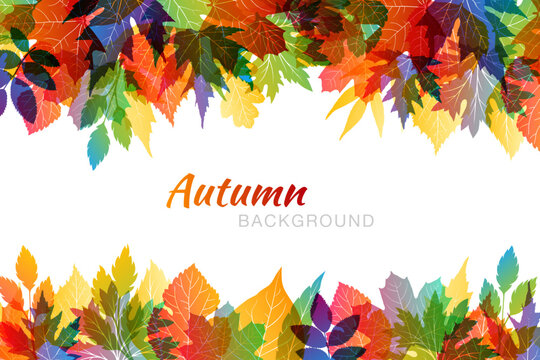Autumn colorful background with various leaves