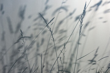 grass silhouette behind white transparent paper, shadows from plants. Beautiful art background of plant leaves.