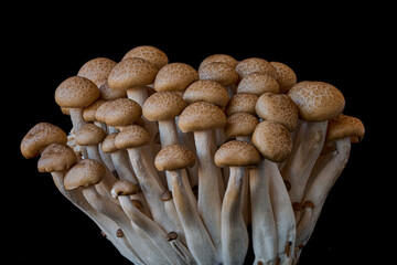 mushrooms grow on a black background