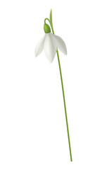 Realistic Snowdrop Illustration