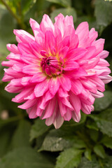 pink dahlia flower