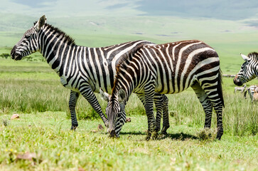 Beautiful landscape with zebras in the African savannah