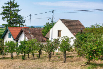 Galgenberg. Famous cellar alley in Wildendürnbach, Weinviertel. Beautiful vineyards with traditional winery buildings in Lower Austria, Europe