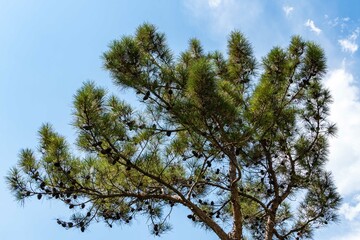 Caucasian pines on slope of mountains. Pine branches with long needles and brown cones on background of blue enba. Selective flux. There are white clouds in sky in sunlight. Nature concept for design