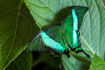 Emerald Swallowtail - Papilio palinurus, beautiful green and black butterfly from Malaysia forests.