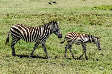 Fototapeta na wymiar Beautiful landscape with a young zebra in the African savannah