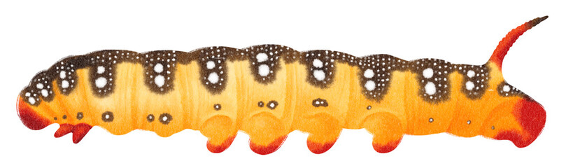 Caterpillar watercolor hand-painted on transparent background