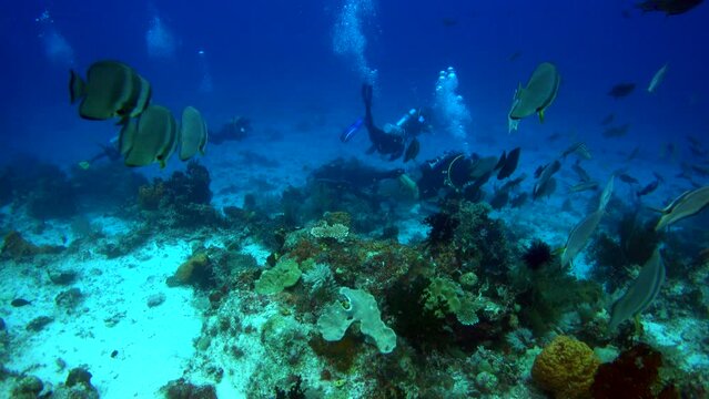 Group of tall fin batfish swimming on sandy reef near divers