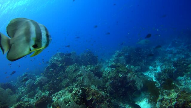 Tallfin batfish swimming over healthy reef full of various tropical fishes