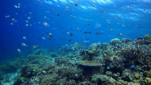 Healthy hard and soft coral reef with many various tropical fishes over it
