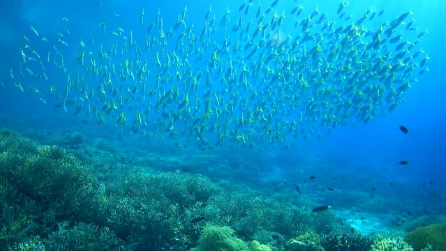 School of blue and yellow fusiliers over healthy hard and soft coral reef