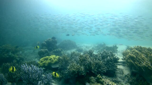 School of yellowtripe scad swimming on sandy area with coral patches