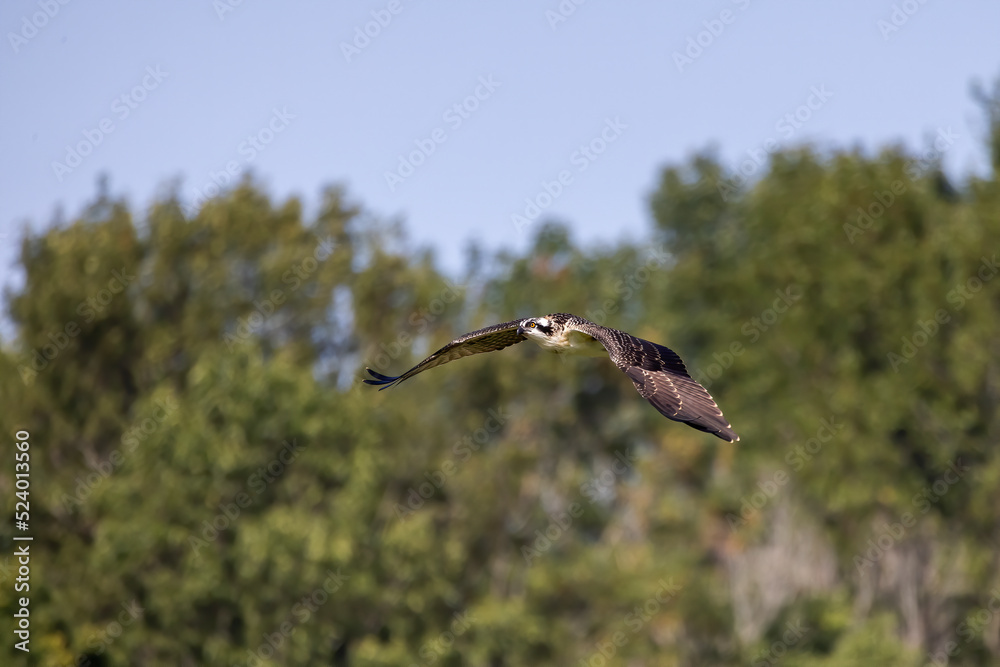 Poster The Osprey (Pandion haliaetus) in flight