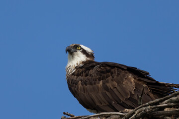 The Osprey (Pandion haliaetus) sitting on the edge of the artificial nest,near lake Michigan in Wisconsin