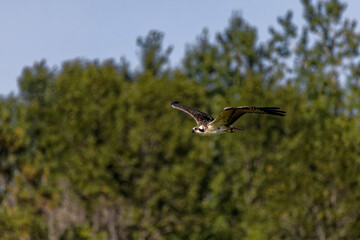 The Osprey (Pandion haliaetus) in flight
