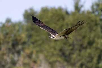 The Osprey (Pandion haliaetus) known as fish eagle, river eagle.
