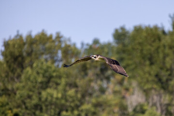 The Osprey (Pandion haliaetus) in flight