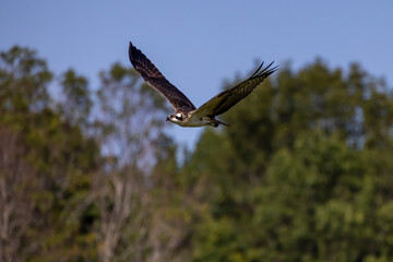 The Osprey (Pandion haliaetus) in flight