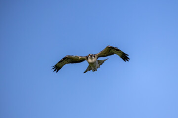 Obraz premium The Osprey (Pandion haliaetus) in flight
