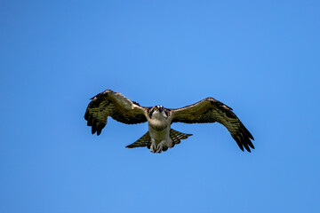 The Osprey (Pandion haliaetus) known as fish eagle, river eagle.