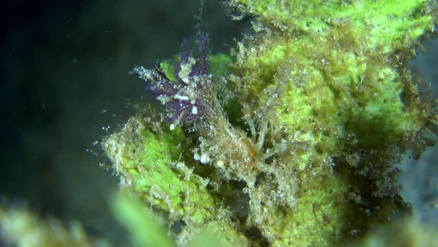 Unknown decorator crab with hydroid and soft coral on top walking on leaf