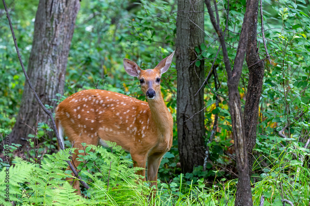 Canvas Prints White-tailed deer or white-tailed deer (Odocoileus virginianus), fawn in the forest