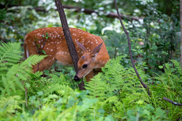 White-tailed deer or white-tailed deer (Odocoileus virginianus), fawn in the forest