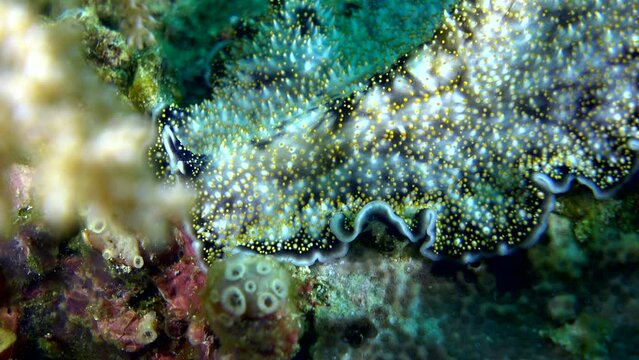 Yellow papillae flatworm moving over coral