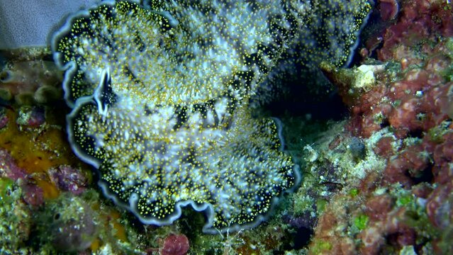Yellow papillae flatworm moving over coral