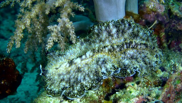 Yellow papillae flatworm moving over coral