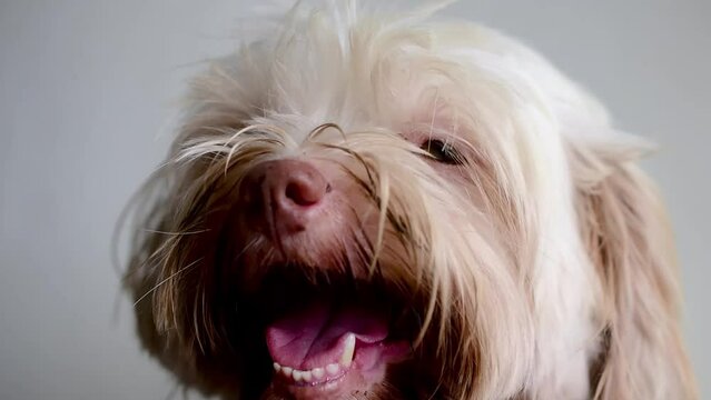 close up of a dog