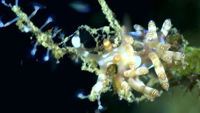 Double-ringed flabellina nudibranch on top of soft coral branch
