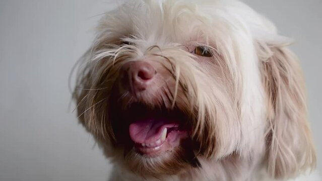 close up of a dog
