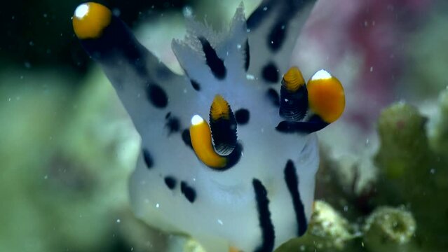 Pikachu nudibranch on top of branch