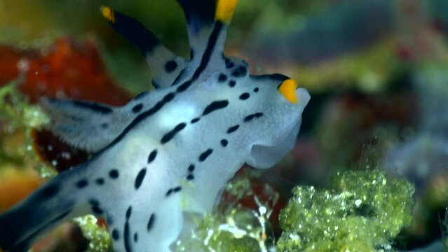 Pikachu nudibranch on top of branch