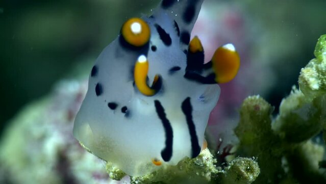 Pikachu nudibranch on top of branch