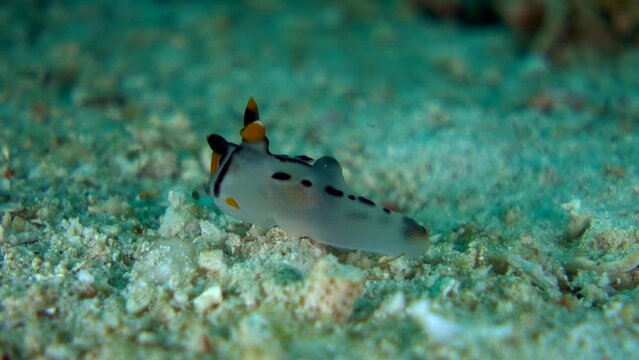 Pikachu nudibranch moving over sand