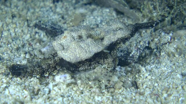 Dragon sea moth or short pegasus walking on sand