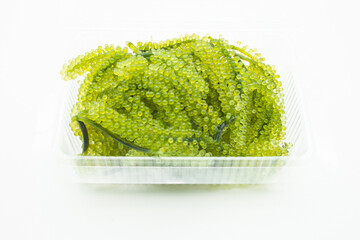 Close-up of Sea Grapes seaweed on the white background(Caulerpa Lentillifera), the famous food in Okinawa, served in a local Japanese restaurant. 