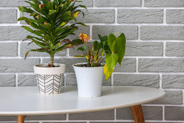Wilted houseplants on table near grey brick wall