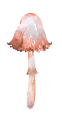 Watercolor mushroom: the hairy coprin (le coprin chevelu)