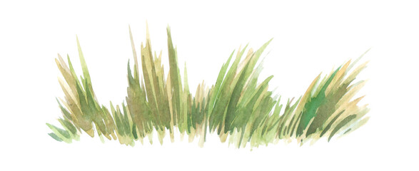 Green grass hand drawn with watercolors isolated on white