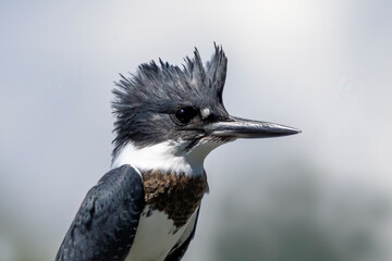 The belted kingfisher (Megaceryle alcyon) Migration bird native to North America. The kingfisher is often seen perched on trees, posts, or other convenient vantage points near the water.