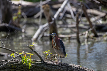 Green heron  (Butorides virescens) on the hunt. It a small heron of North and Central America.