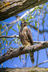 The Merlin (Falco columbarius), juvenile bird.  Is a small species of falcon. Natural scene from Wisconsin. Can catch birds larger than itself, but hunts insects and smaller prey. 