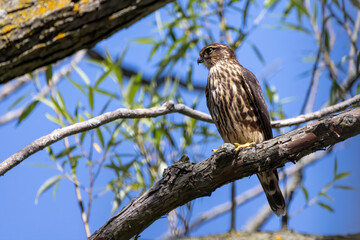 The Merlin (Falco columbarius), juvenile bird.  Is a small species of falcon. Natural scene from Wisconsin. Can catch birds larger than itself, but hunts insects and smaller prey. 