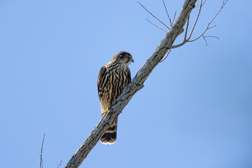 The Merlin (Falco columbarius), juvenile bird.  Is a small species of falcon. Natural scene from Wisconsin. Can catch birds larger than itself, but hunts insects and smaller prey. 
