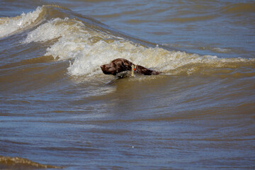 A dog playing in the waves of Lake Michigan